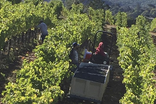 Philosophy on Viticulture and Winemaking